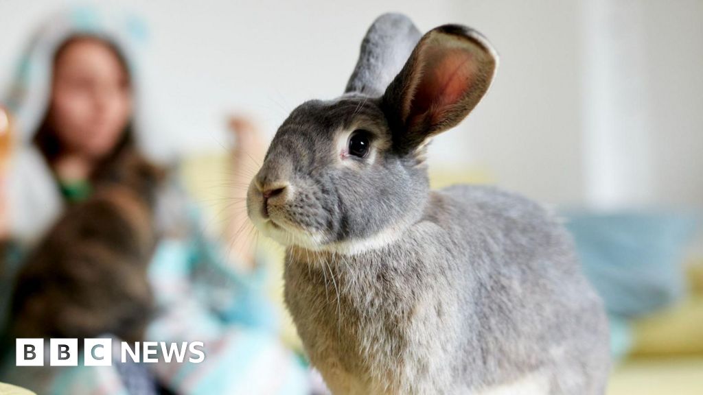 Politician's call for training courses for rabbit owners labelled 'hare-brained'