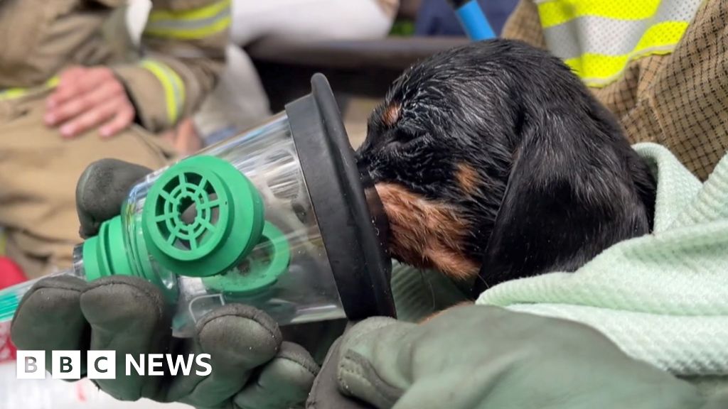 Puppies given oxygen masks after building fire