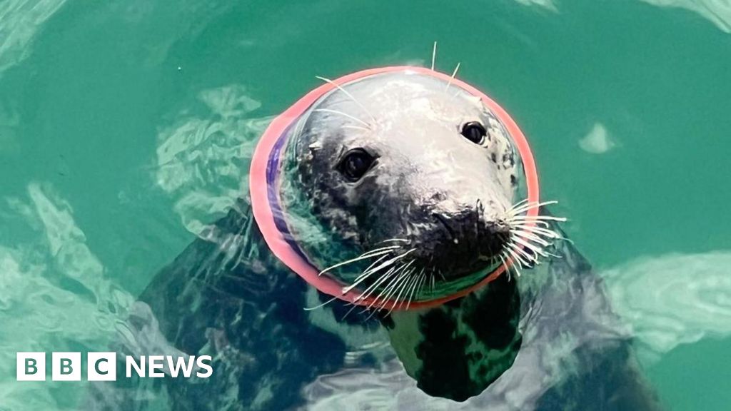 Cornwall seal at risk from plastic neck ring, say experts