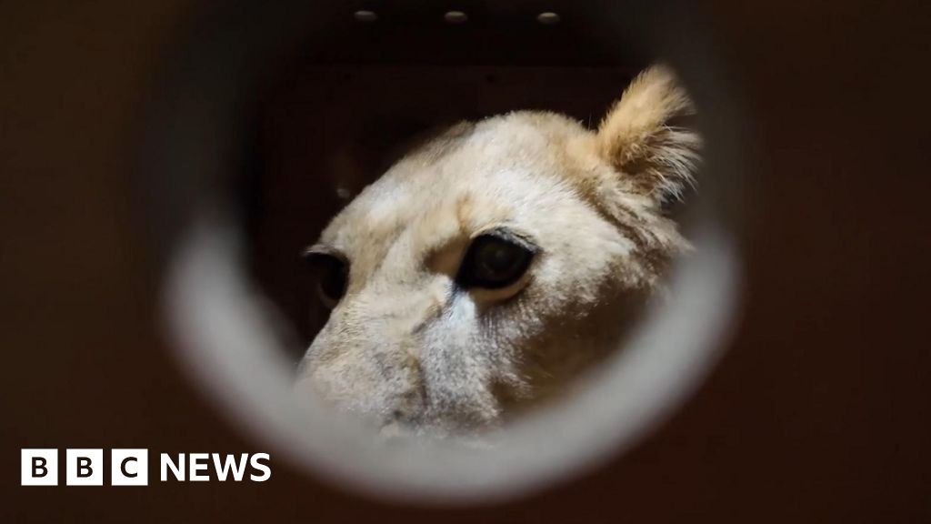 North Korea: Putin gifts Pyongyang zoo with lion, brown bears - BBC News