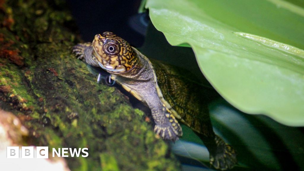 Animal breeding at Jersey Zoo to be reduced - BBC News