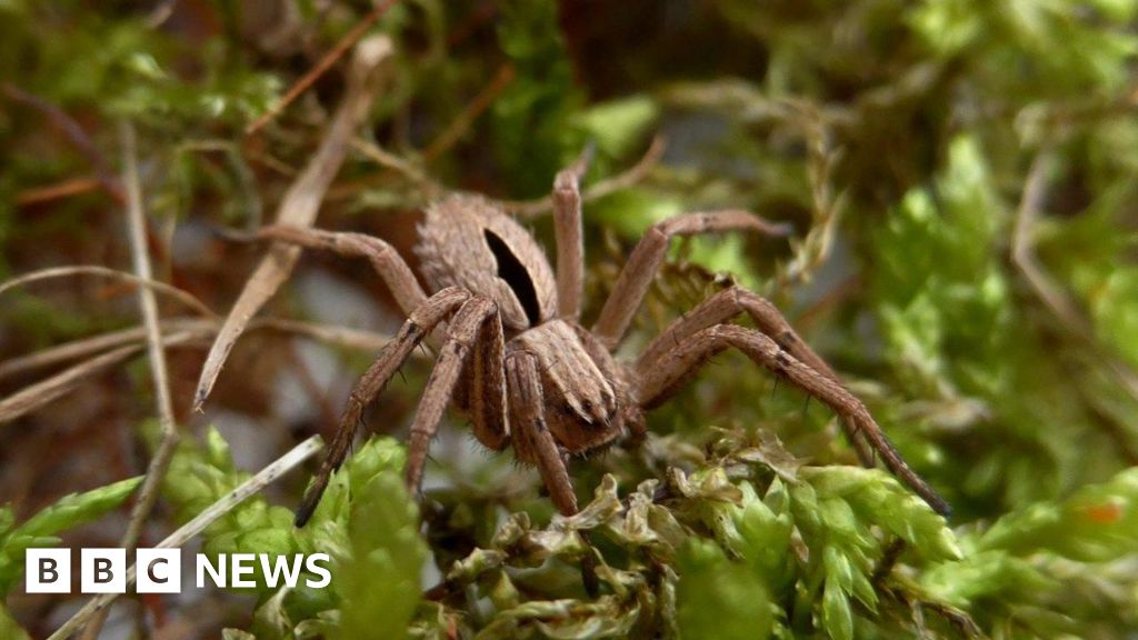Project to protect 'lost' spider gets funding boost