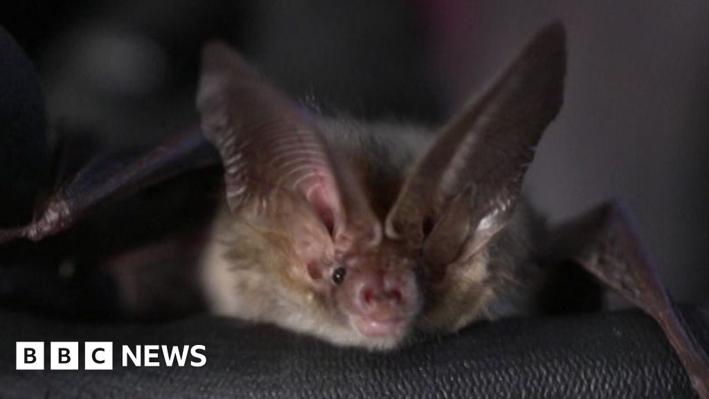 bbc.co.uk - Megan McCubbin & Charlotte Andrews - Former Hampshire A&E doctor transforms home into bat hospital - BBC News