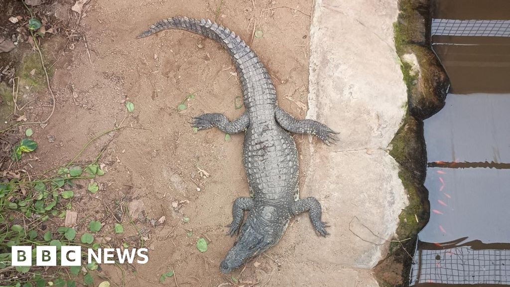 Wowcher sorry for 'unacceptable' crocodile attack email