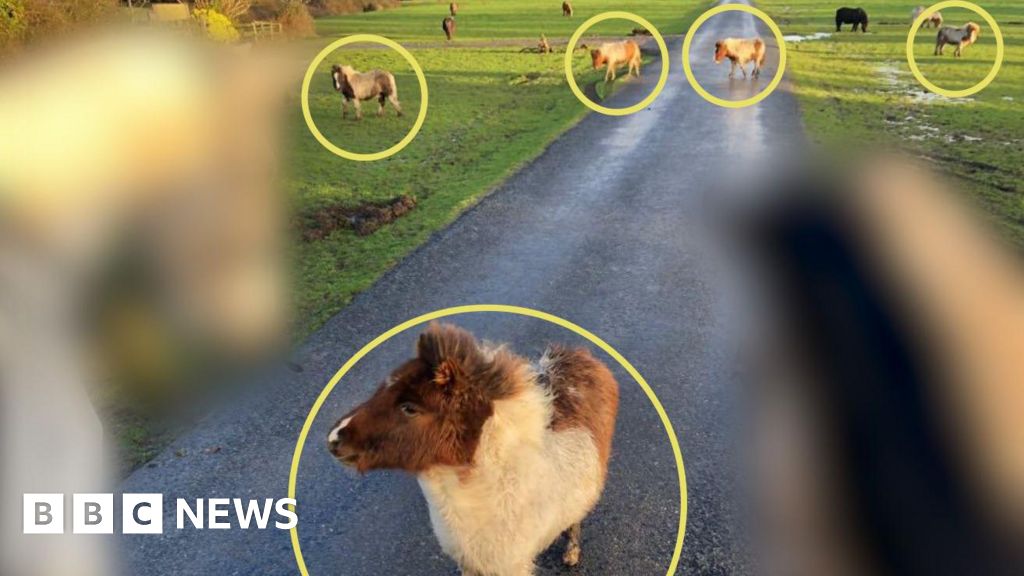 National search for six stolen Shetland ponies