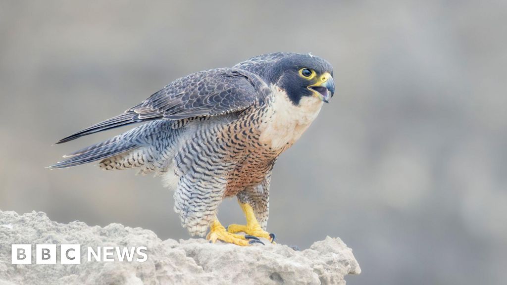 Investigation launched into shooting of bird of prey