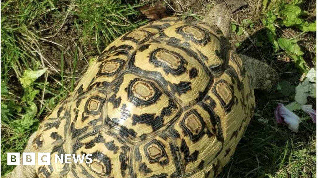 Appeal to find Bonnie the tortoise missing from Sutton on Sea