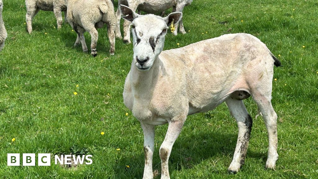 New DNA trial could identify dogs involved in livestock attacks 
