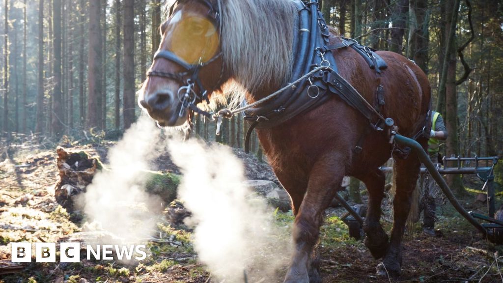 Cardiff: Horses replace machines in Fforest Fawr tree felling 