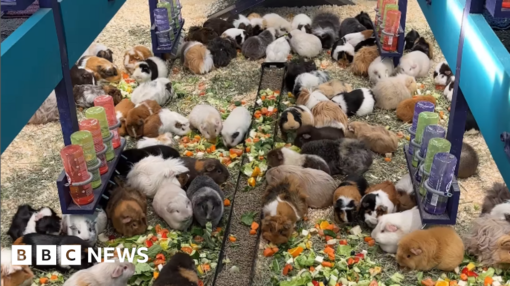 Guinea pig home in cash crunch after Facebook funding row