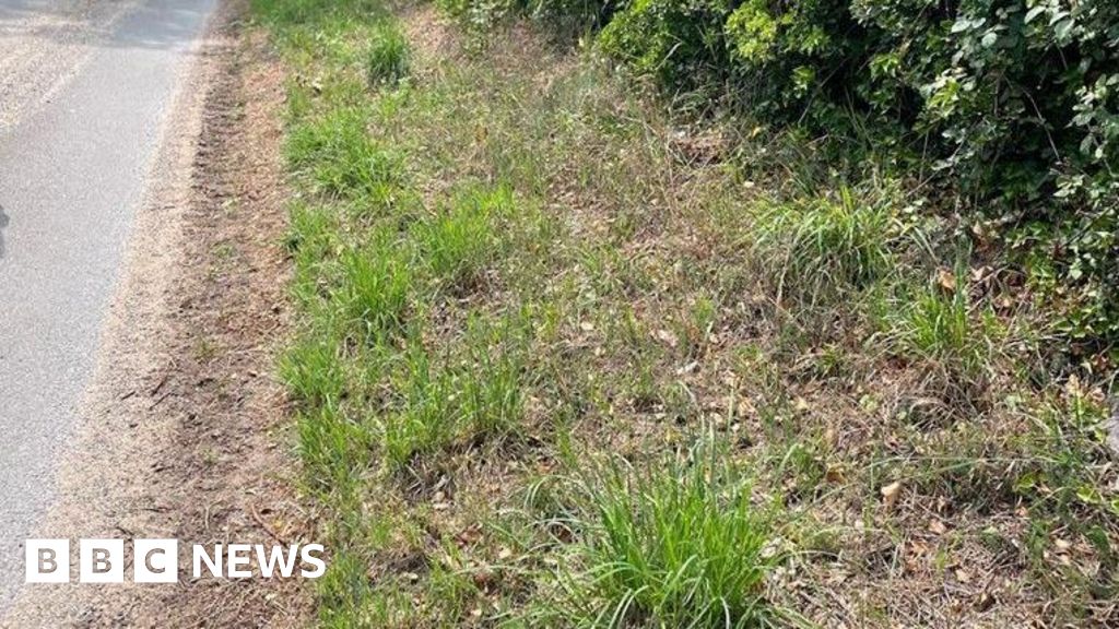 Bodies of 11 Newborn Puppies Found Dead Near Dereham