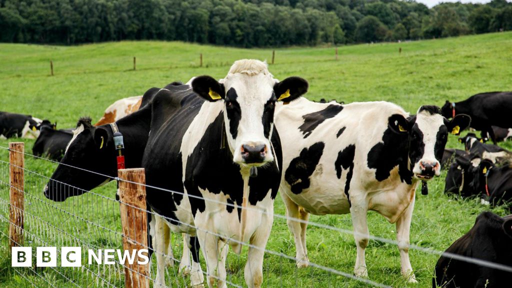 Farmers 'lose thousands' as fair classes cancelled due to bluetongue