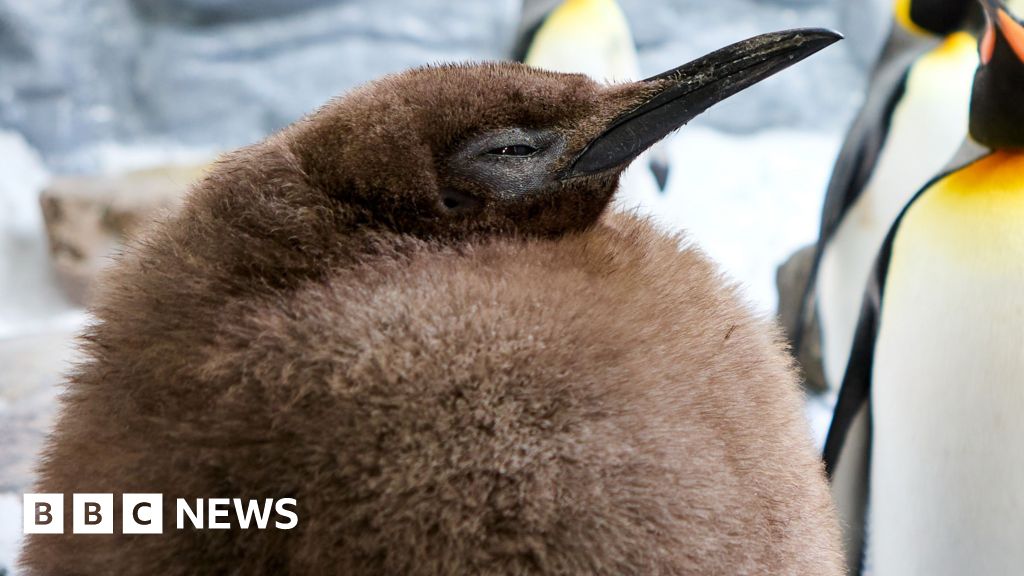 Mollige babypinguïn en virale ster