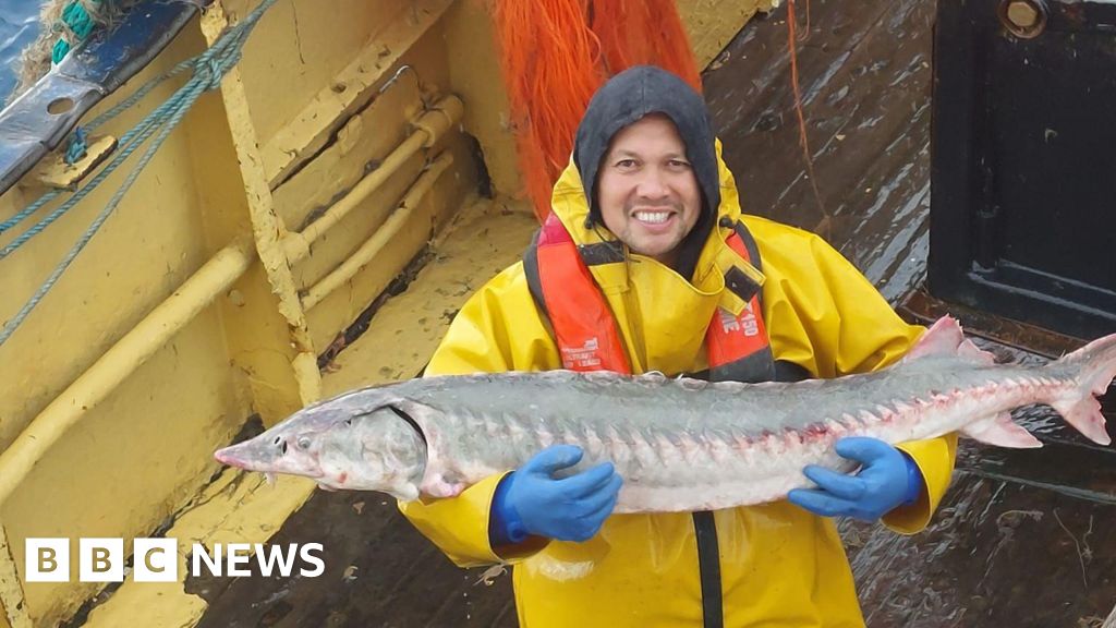 Skipper catches 'royal fish' sturgeon in Devon waters - BBC News