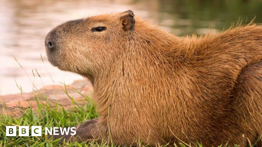 Search on for capybara that escaped from Telford’s Hoo Zoo