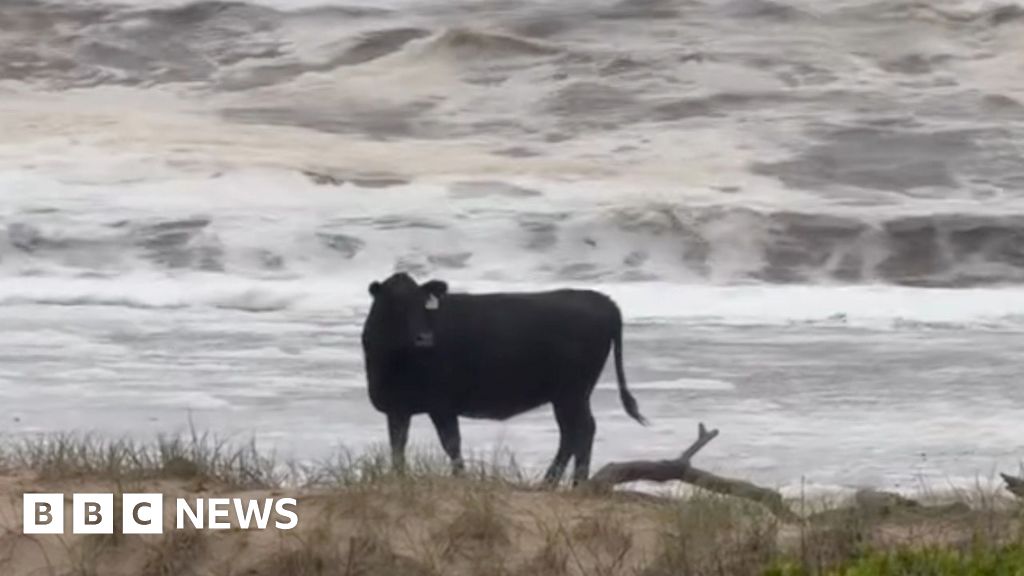 Cattle washed onto beaches in widespread Australia floods
