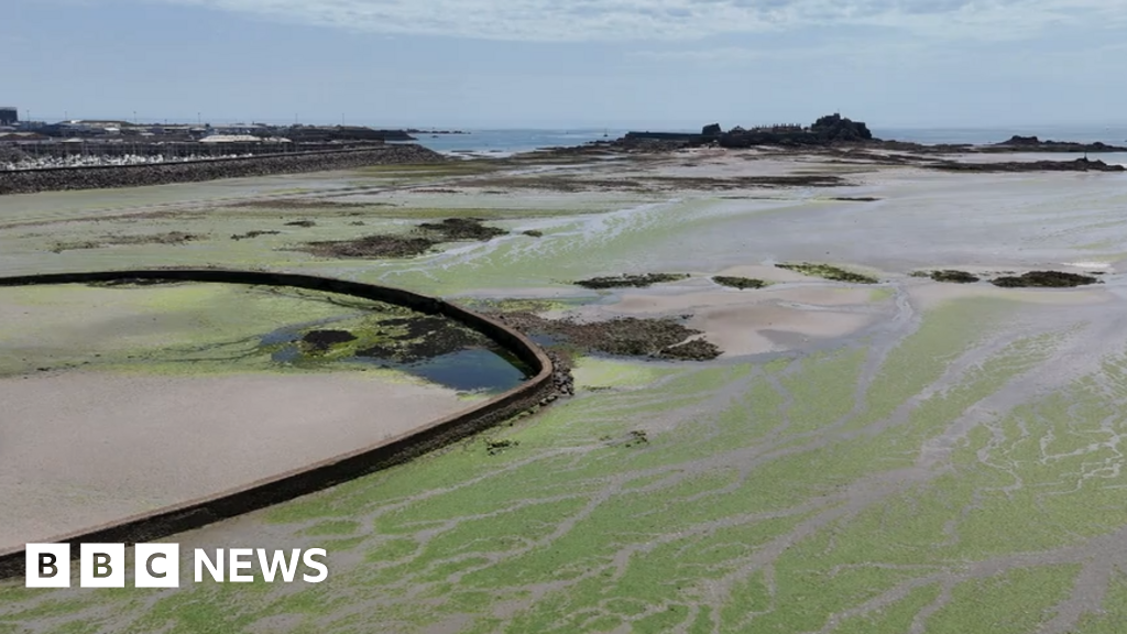 bbc.co.uk - Matthew Gray - Heat and farming changes stop Jersey sea lettuce growth