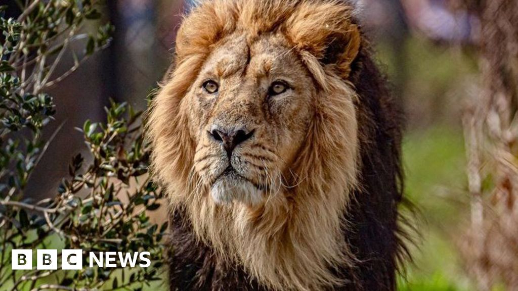 Chester Zoo's Rare Asiatic Lion Iblis Dies Aged 18, Exceeding Wild Lifespan