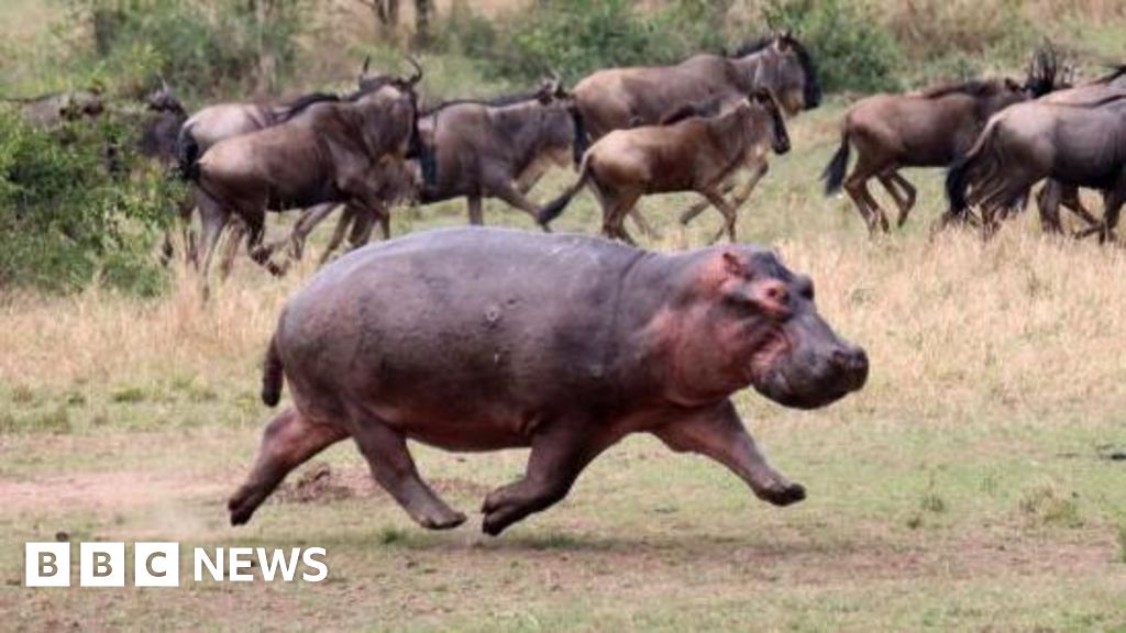 Hippos can 'glide through the air' says zoo study