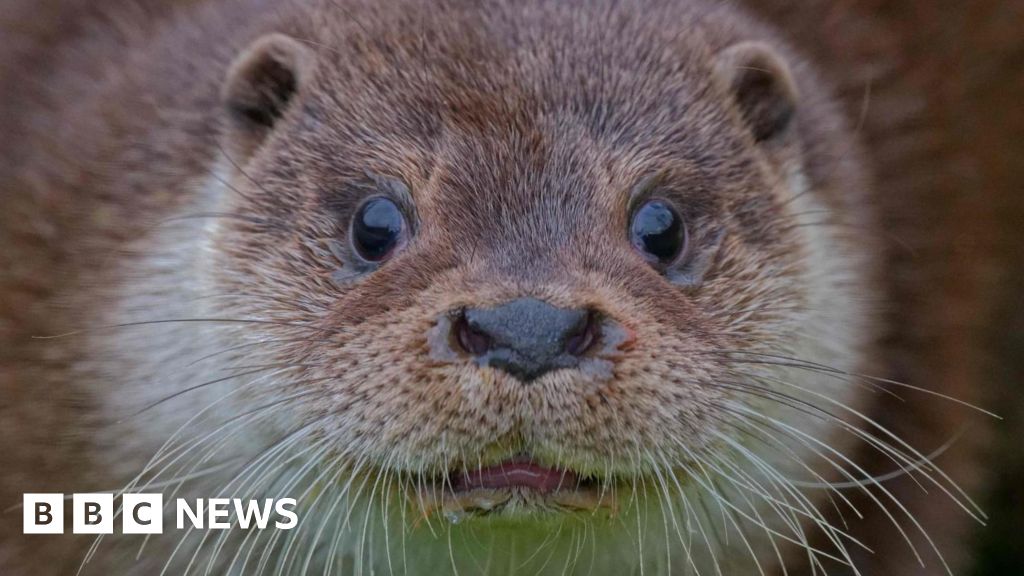 UK Wild Otter Trust reopens at new site after public fundraiser – BBC   www.bbc.com