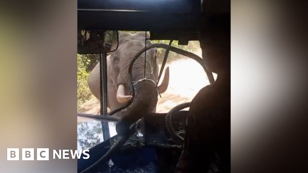 Watch: Elephant smashes through bus windscreen during attack