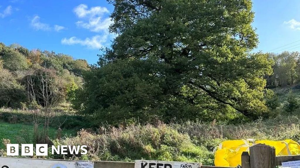 Stroud tree preservation order to be voted on BBC News
