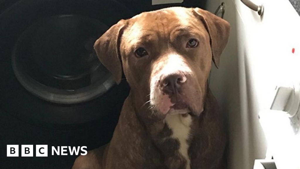 Watch: On the hunt for dogs suspected of killing man