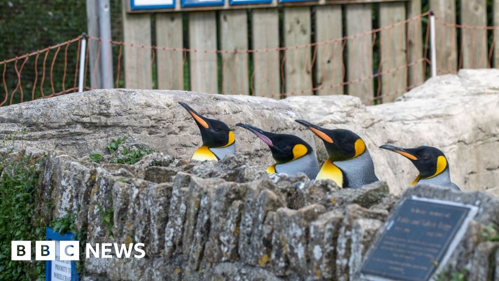 Birdland Park Welcomes Two Rare Female King Penguins