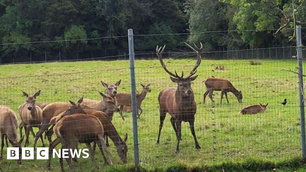 Fingal: Police appeal after stag beheaded thumbnail