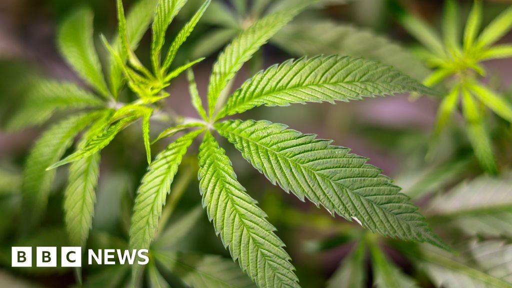 tobacco mosaic virus cannabis Cannabis plants worth £160,000 seized in Hull