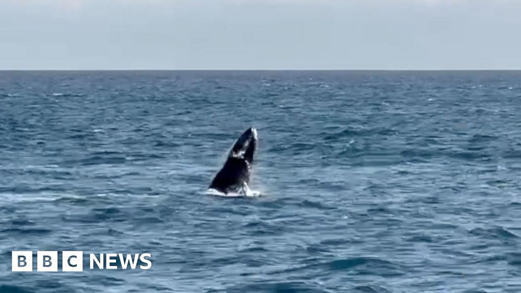 Jersey schoolchildren see humpback whale on Sark trip