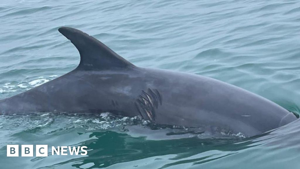 Swimmers urged to avoid boisterous dolphin