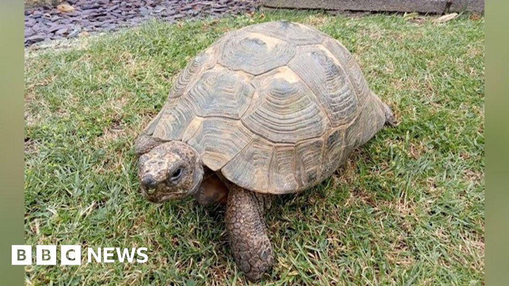 Owner's Shock as 'Male' Tortoise Unexpectedly Lays Eggs