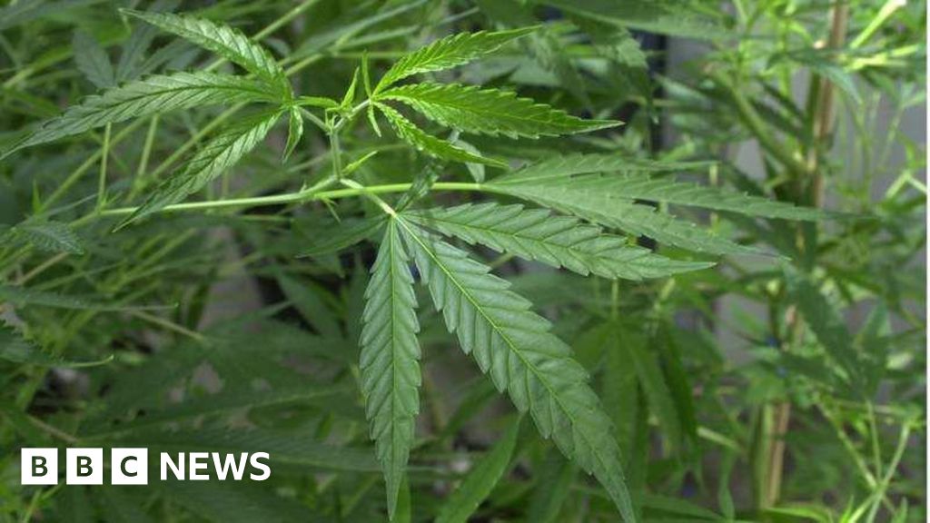 Decriminalising cannabis in Jersey could cause harm