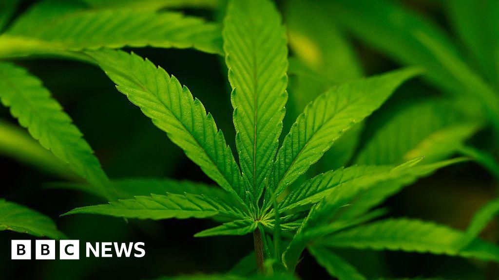 US reclassifies marijuana, raising hopes of legalisation