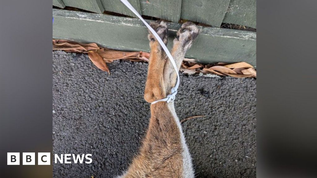 Dead Fox Discovered in Orkney Community