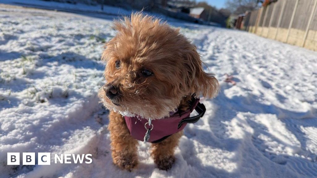 Your photos from the West Midlands: Dogs and other animals in the snow