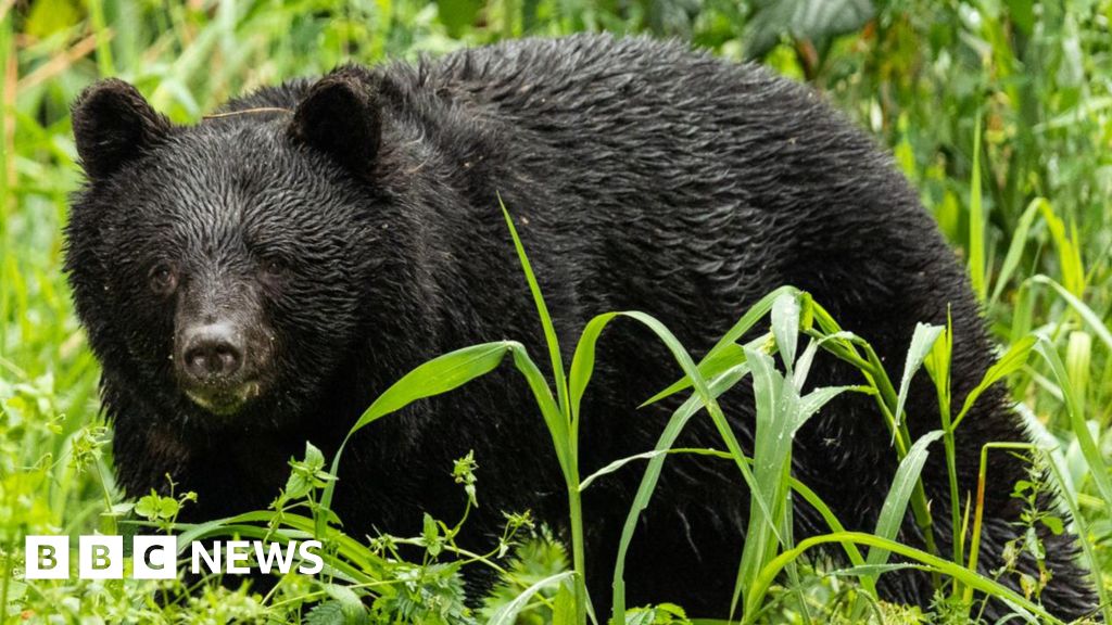 Bears kill seven people in Japan this year as attacks hit record high