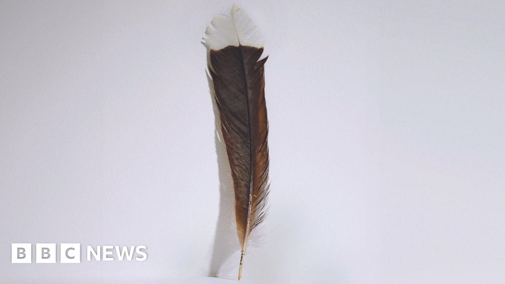 Единствено перо на вече изчезнала птица хуя от Нова Зеландия
