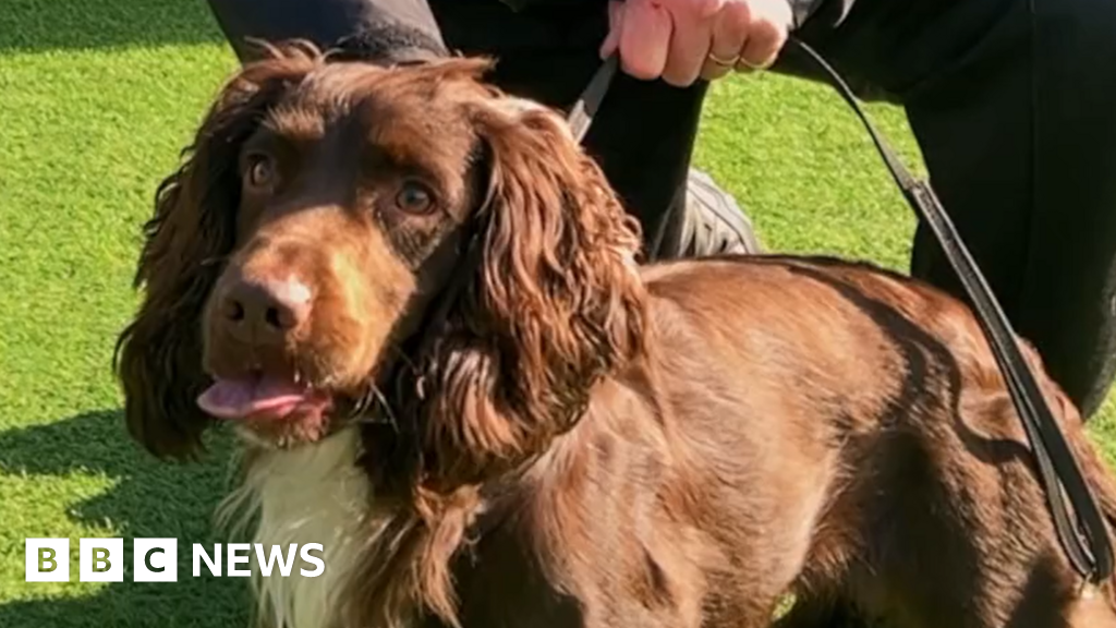 Rescue dog Chester enjoying new role with Avon and Somerset Police ...