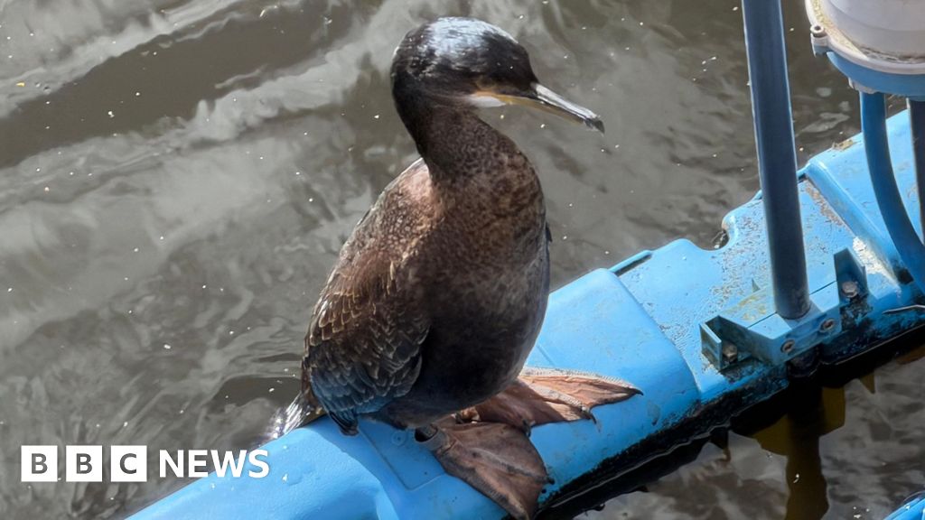 Scottish shag makes unusual 319-mile urban trip