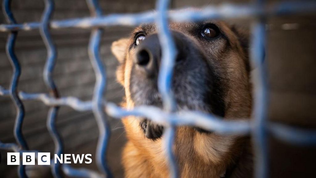 Imported dogs posing risk to UK, RSPCA warns