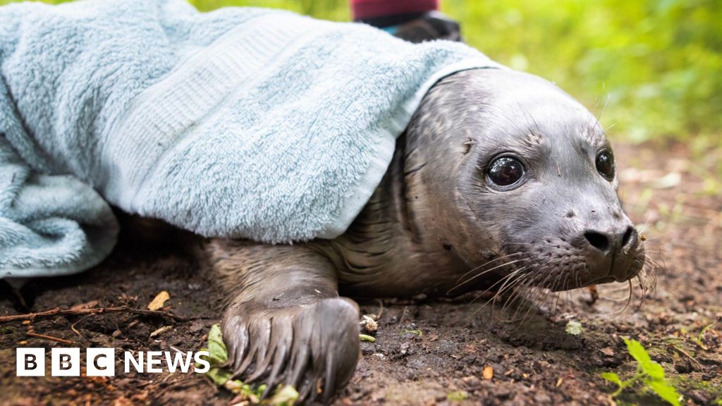 Seal is found 18 miles from the sea... in a park