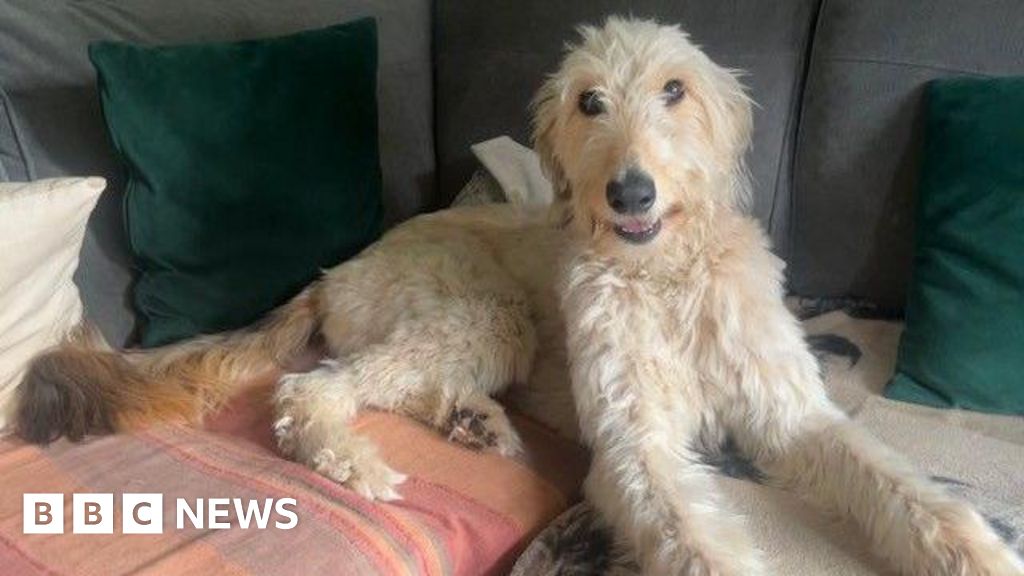 Dog rehomed after 1,000 days in Thanet RSPCA kennels