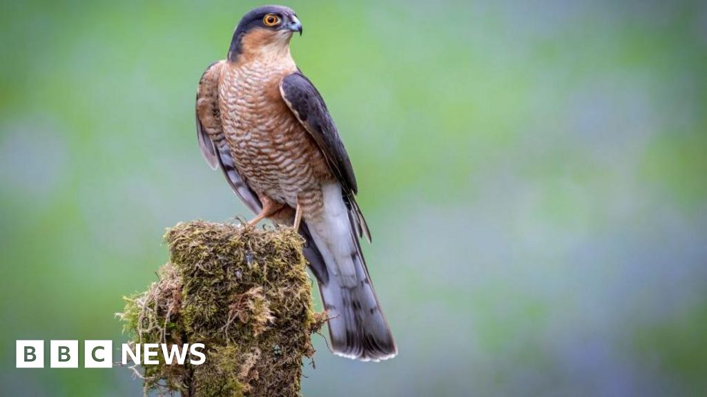 Sparrowhawk shot dead at Ripon's Nosterfield Nature Reserve