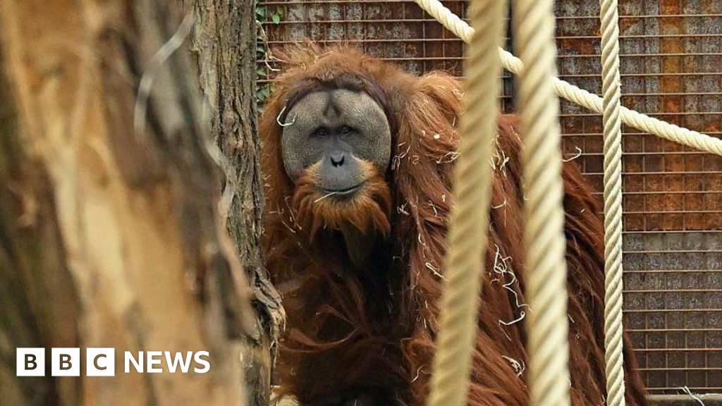 Four days of rain slashed population of world's rarest orangutans, study says