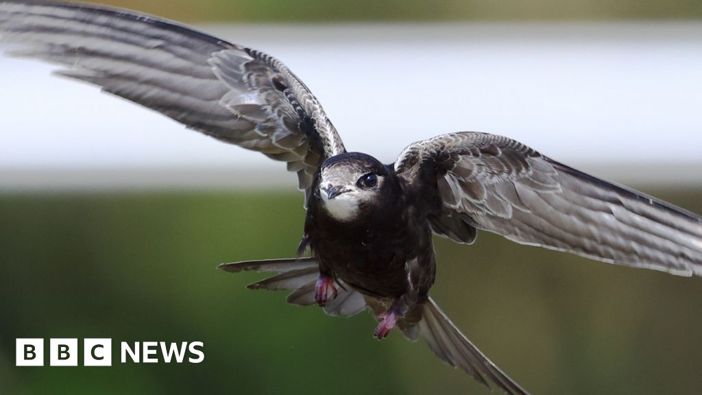 Westminster Abbey's quest to save swifts