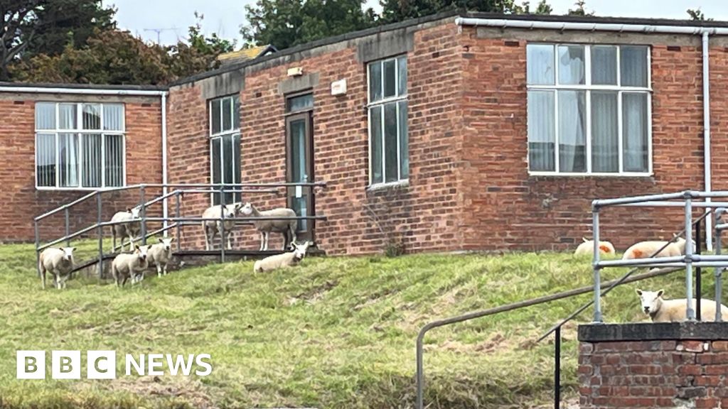 Sheep used as lawn mowers by housing association