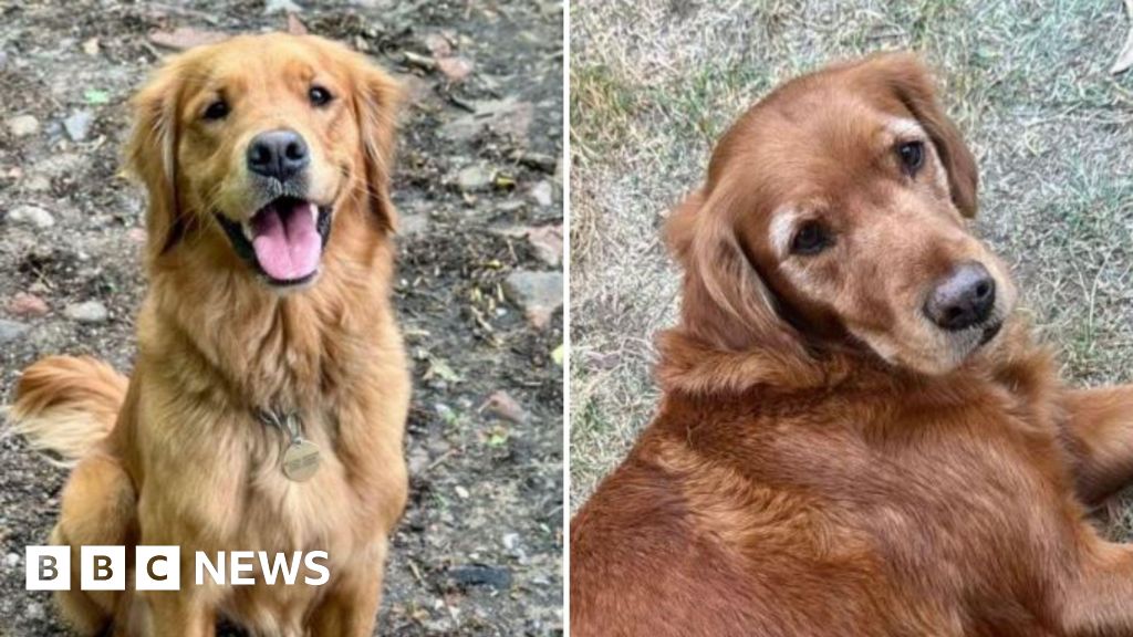 Police launch appeal after Chilworth golden retriever dogs go missing
