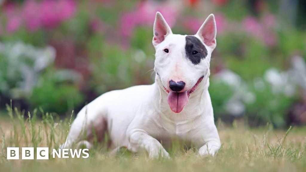 Dangerous dog calls to South Yorkshire Police ‘unprecedented’ – BBC.com